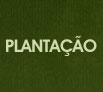 Plantação
