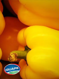Pepino Japones